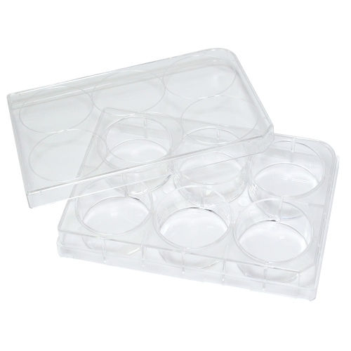 SPL セルカルチャープレート 6ウェル / Surface Treatment＋（個別包装