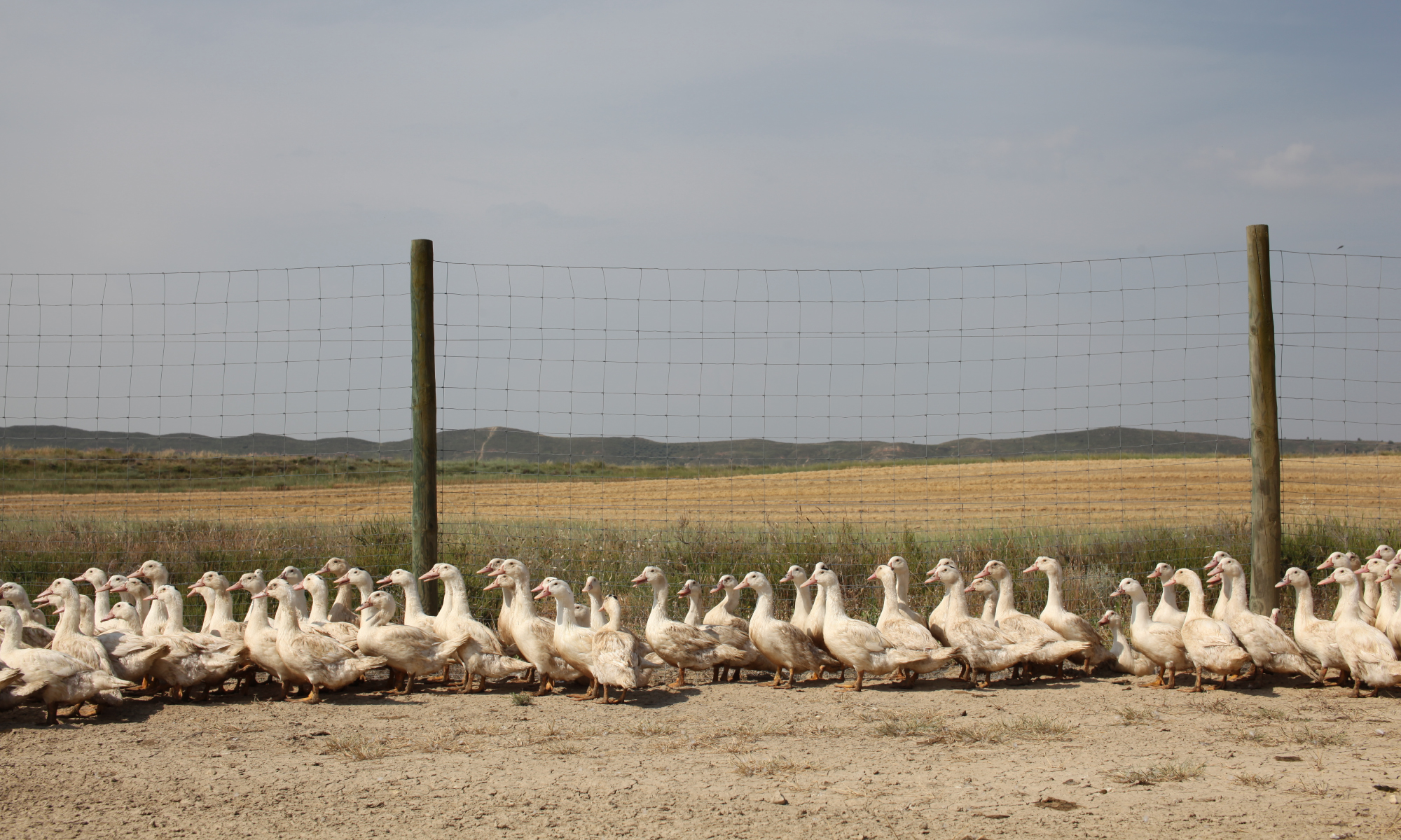 SPANISH DOWN - NANGA | ナンガ