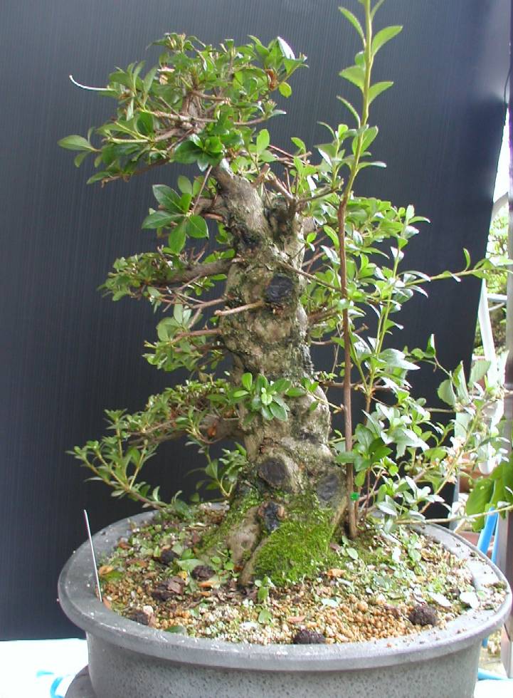 なおの趣味の園芸 さつき盆栽 栄冠