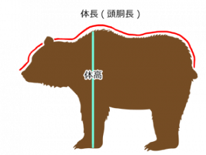 ヒグマの体長・体重・毛 – ヒグマ研究室