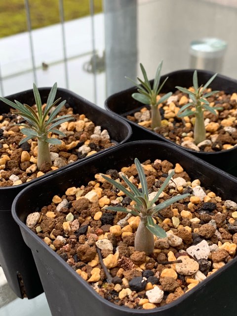 グラキリス 実生16 5株セット グラキリス 実生 5株セット ②G | HANDS