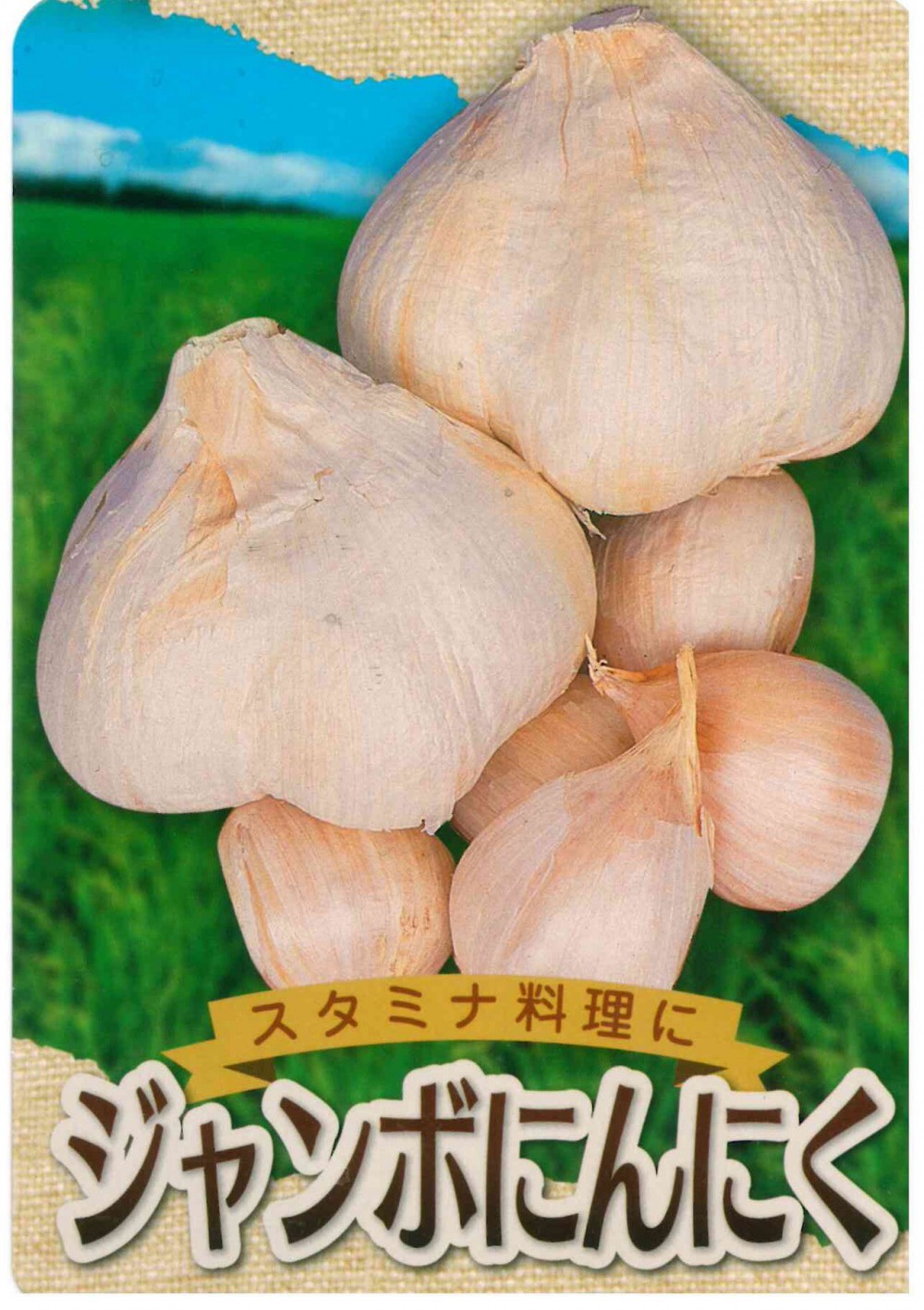 ニンニク（大蒜）：島根産ジャンボニンニク【球根】 | nae-ya｜herbal