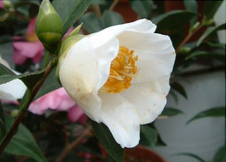 ツバキ（椿）：白西王母 | nae-ya｜herbal tree shop ｜ハーバルツリー