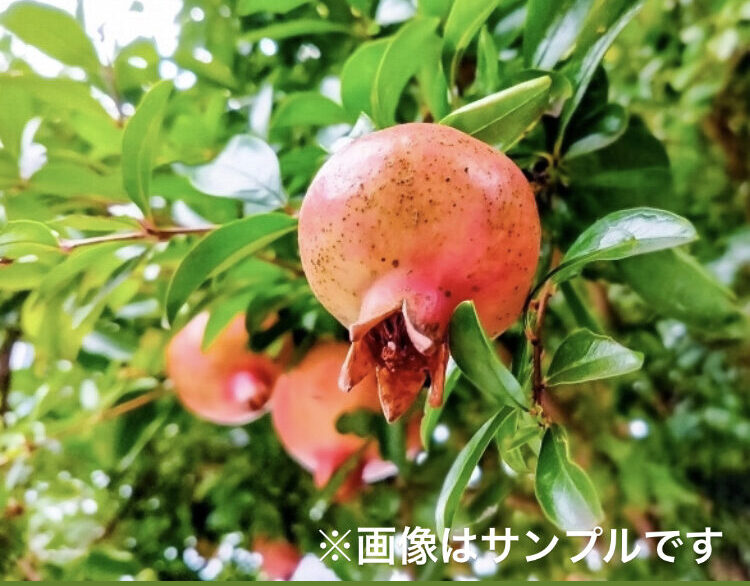 ザクロ | nae-ya｜herbal tree shop ｜ハーバルツリーショップ なえや