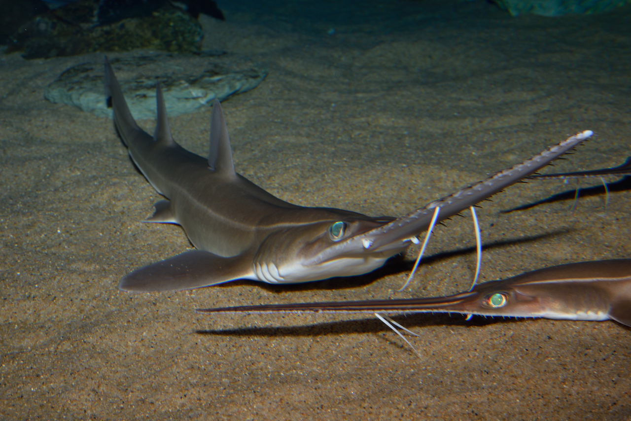 ノコギリザメ標本用 約95cm 人気深海ザメ ノコギリザメの展示開始！」 昨日、沼津の深海底曳網漁で