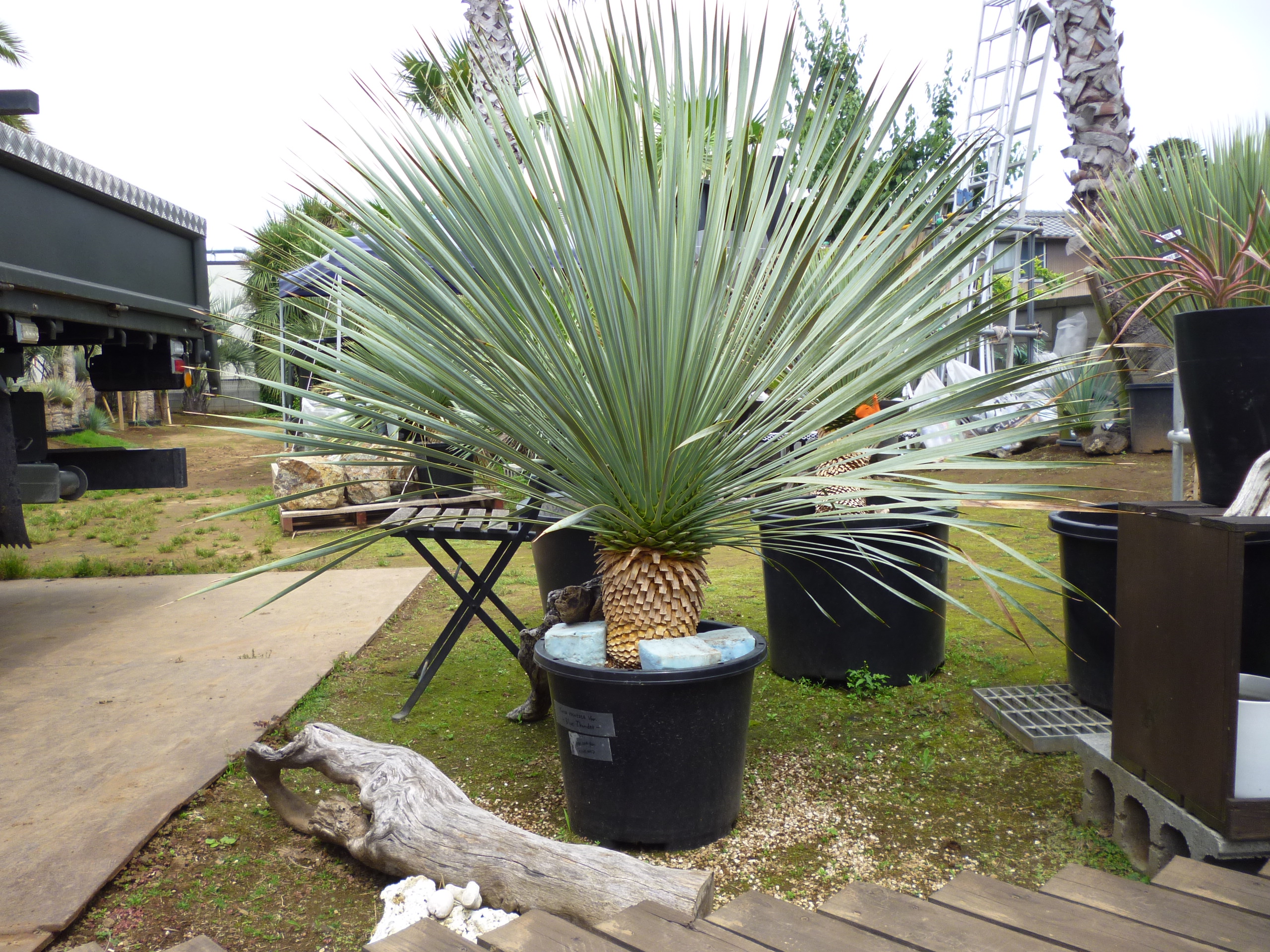 ﾌﾞﾙｰｻﾝﾀﾞｰ・ﾛｽﾄﾗｰﾀ｜ヤシの木・多肉植物・エクステリア・外構のこと