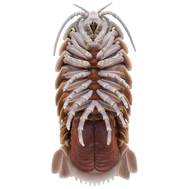 ダイオウグソクムシとオオグソクムシ ボールチェーン＆フィギュア