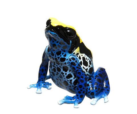 ヤドクガエル マグネット×ストラップ – ネイチャーテクニカラー公式