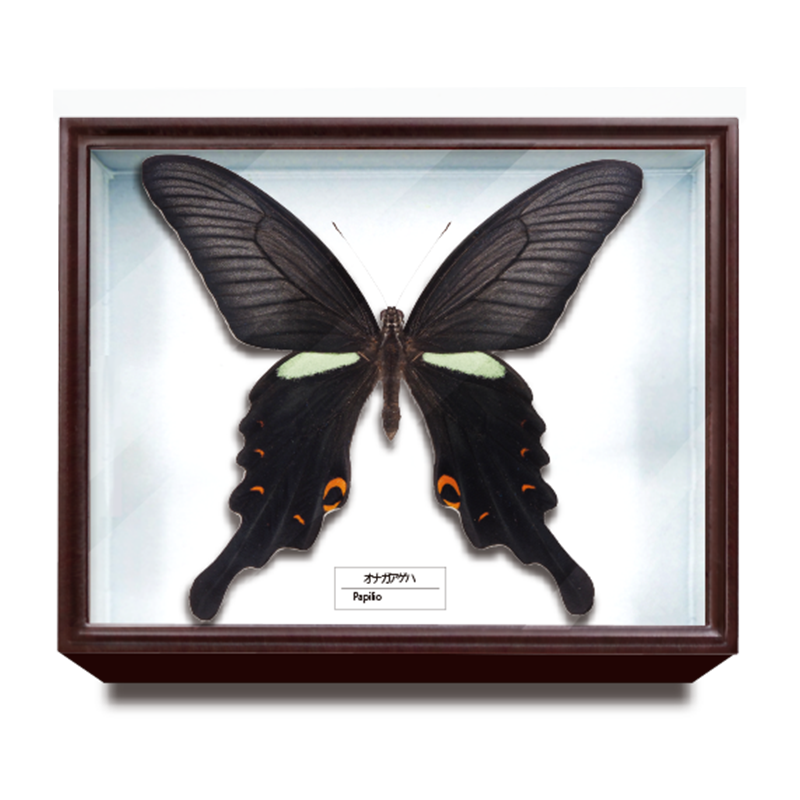 ドイツ箱マグネットコレクション2 – ネイチャーテクニカラー公式