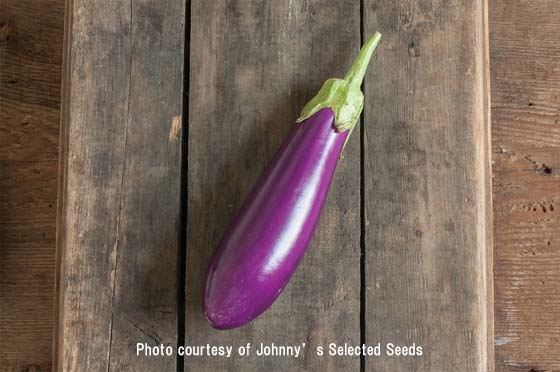 Johnny's社-ナス・DANCER F1