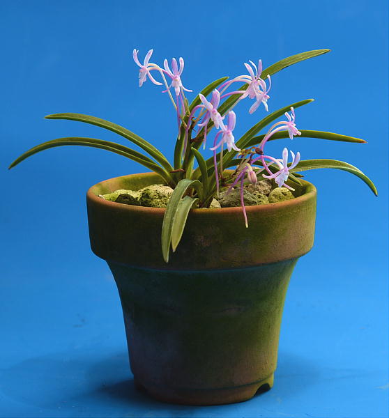 富貴蘭［富貴蘭の花］