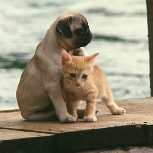 映画『子猫物語』 | 猫好きが読んだ千冊の本