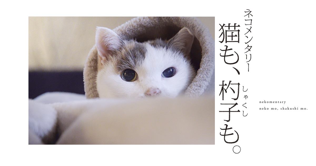 ネコメンタリー 猫も、杓子（しゃくし）も。｜ ポニーキャニオン
