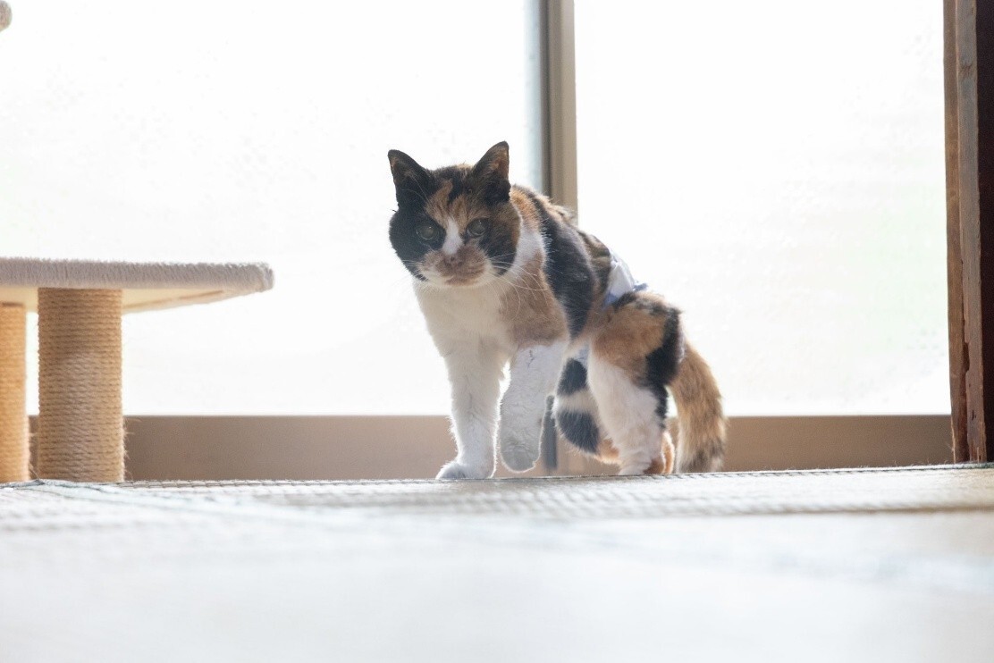 人間なら118歳のご長寿！児童文学作家の飼い主が愛した「みけちゃん