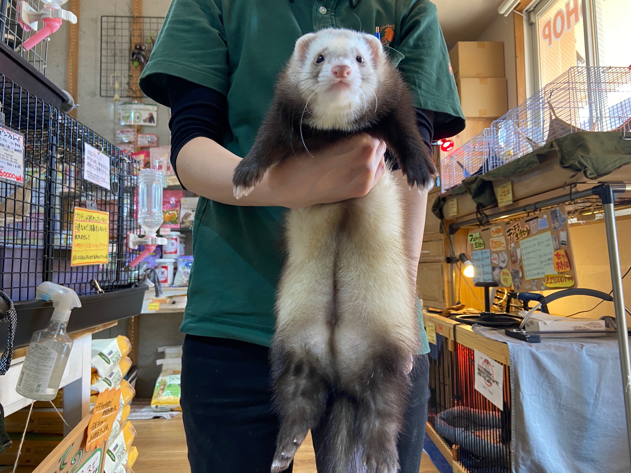 動画 ワクチン2回済み マウンテンビューフェレット バタースコッチの