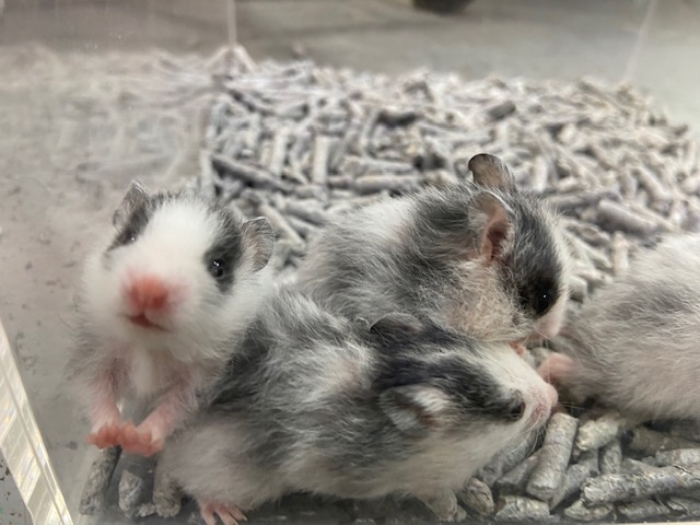 レアカラー！ゴールデンハムスター（ドミナントスポット）が入荷しま