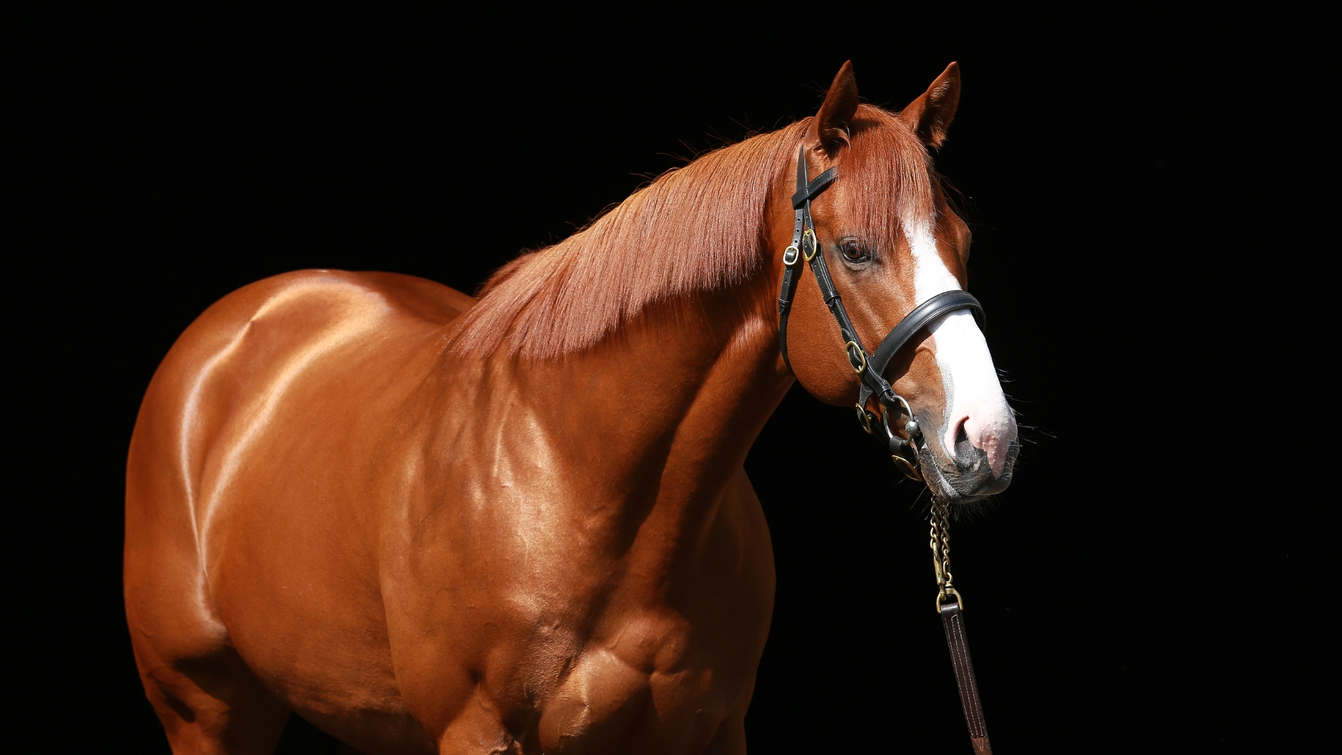 Coolmore America | Home Of Champions Experience - Coolmore America