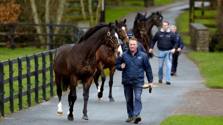 非売品】クールモア・スタッド (海外競馬・種牡馬) 海外競馬