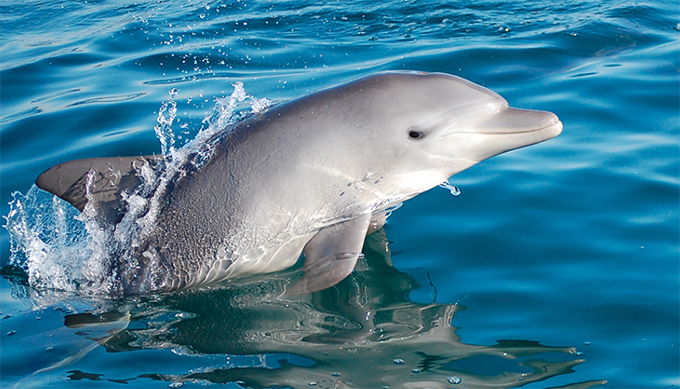 命の恩人”で家族でもある野生イルカを、今度は私が守る！～能登島