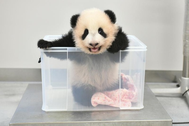 画像6 / 7＞「恩賜上野動物園」の双子パンダ、オスの「シャオシャオ(暁