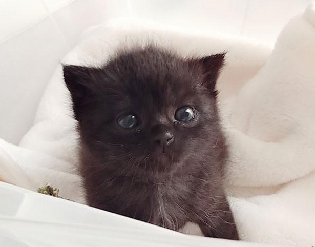 仔猫を拾ったので】(23日目～30日目)友達が出来ました｜ウォーカープラス