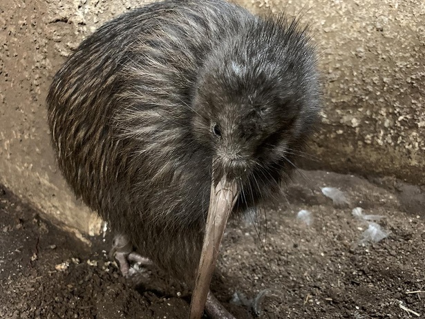 日本で2羽の珍鳥・キーウィ。翼のない姿が「まるでぬいぐるみ」と話題