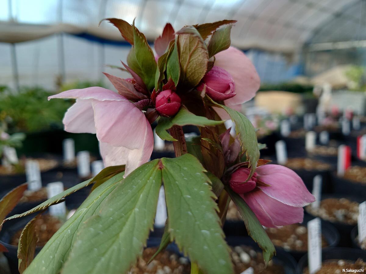 幻の花 ヘレボルス・チベタヌス〉クリスマスローズの可能性を探る