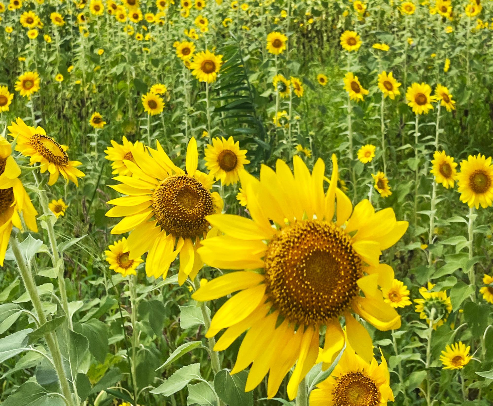 高岡市】木津のひまわりは今年も満開！ 自治会の皆さんが町おこしの