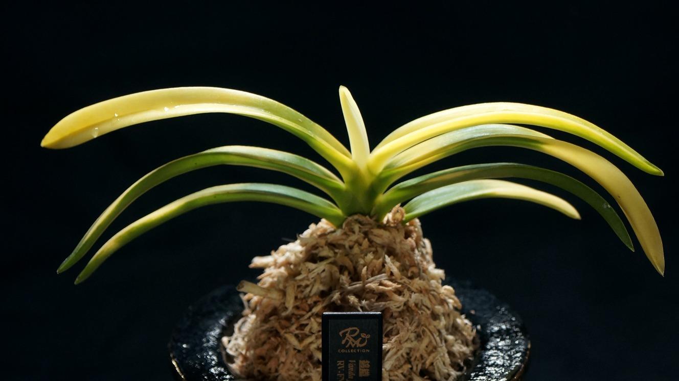 世界が注目！徳川将軍や大名も愛した観葉植物【富貴蘭】を育ててみませ