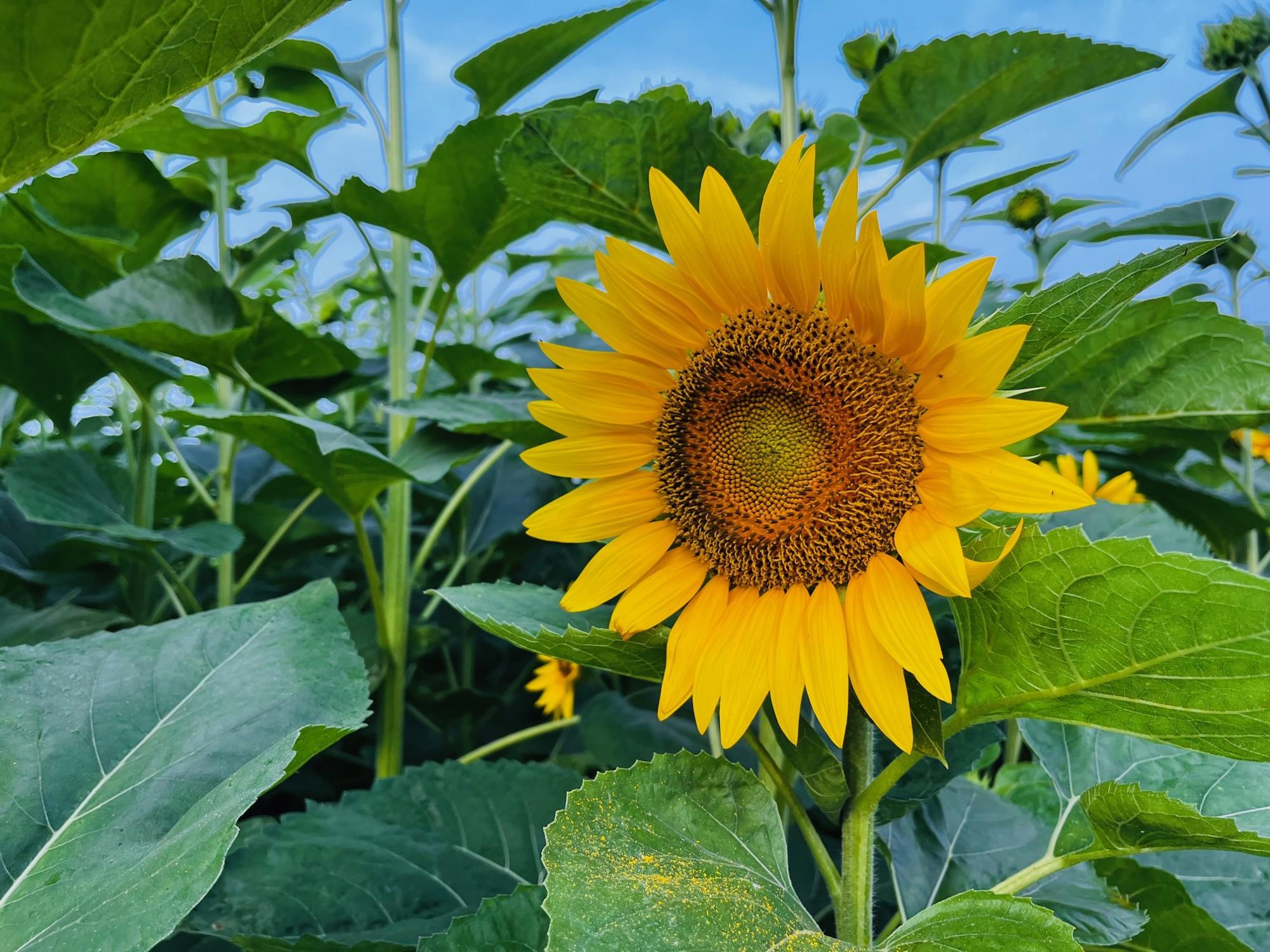 internal_1686990045101.jpeg?