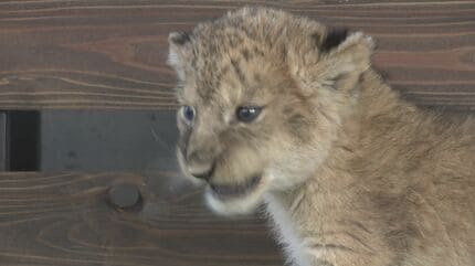 とことこ歩いてた｣ 15年ぶり一度に4頭 ライオンの赤ちゃん誕生
