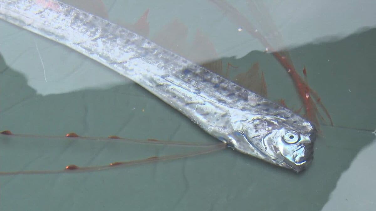 謎の深海魚「リュウグウノツカイ」生きた状態で捕まる ほぼ完全に近い