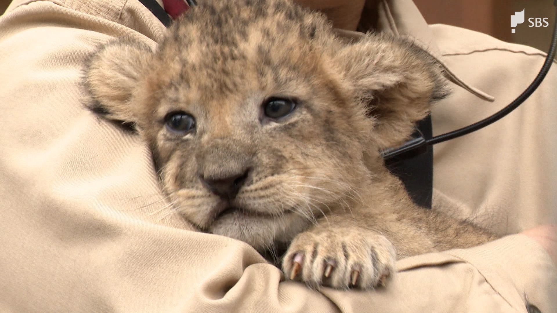 img_8618890ab5a201ecef29e16cc0