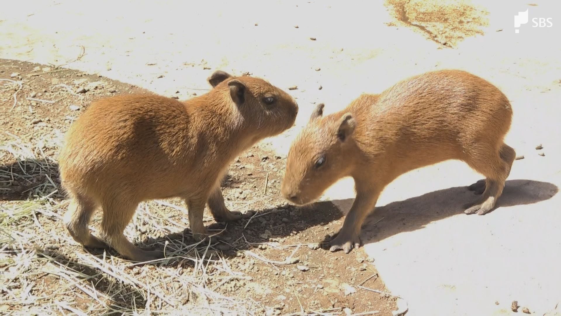 ふわふわの毛」2匹が誕生 カピバラの赤ちゃんにほっこり 伊豆アニマル