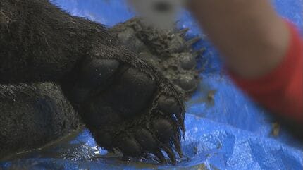 まず顔を狙う」恐ろしいクマの爪「顔の皮膚がはがれ」雑菌で死んだ人も