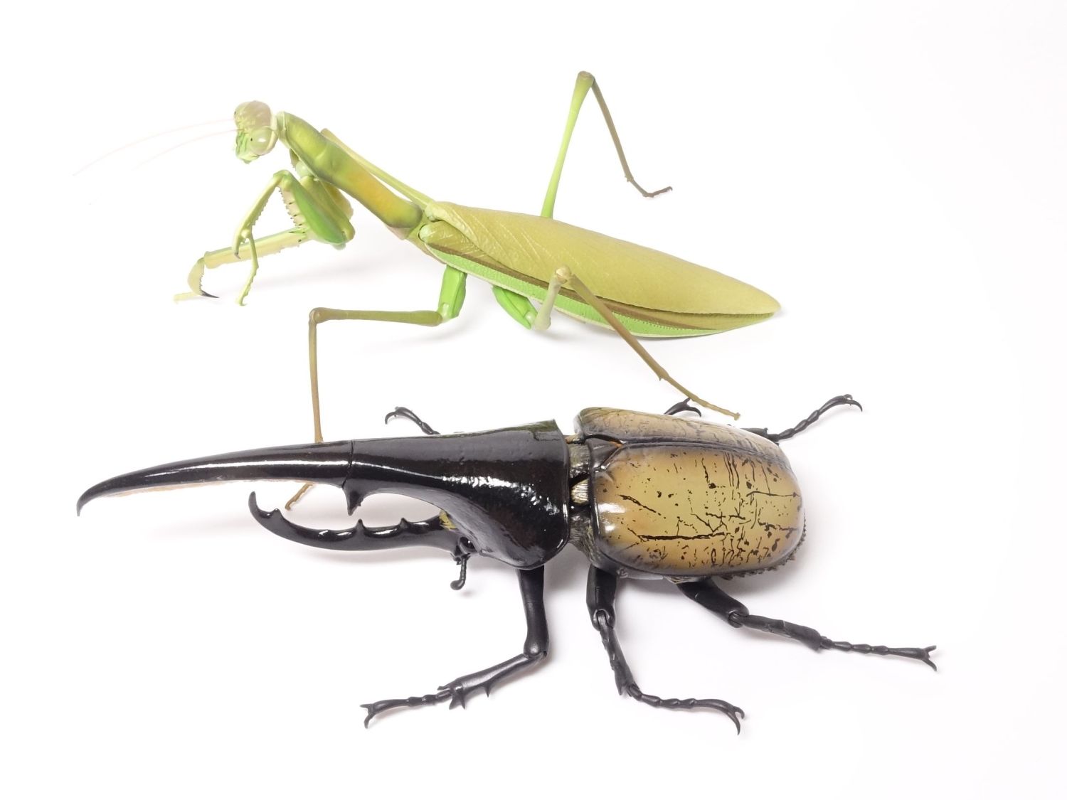 バンダイ いきもの大図鑑アドバンス オオカマキリとショウリョウバッタ