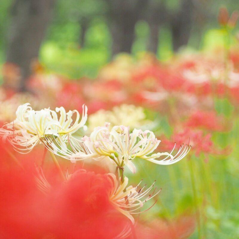 彼岸花の穴場スポット埼玉県吉見町の「さくら堤公園」 | にんまり花散歩