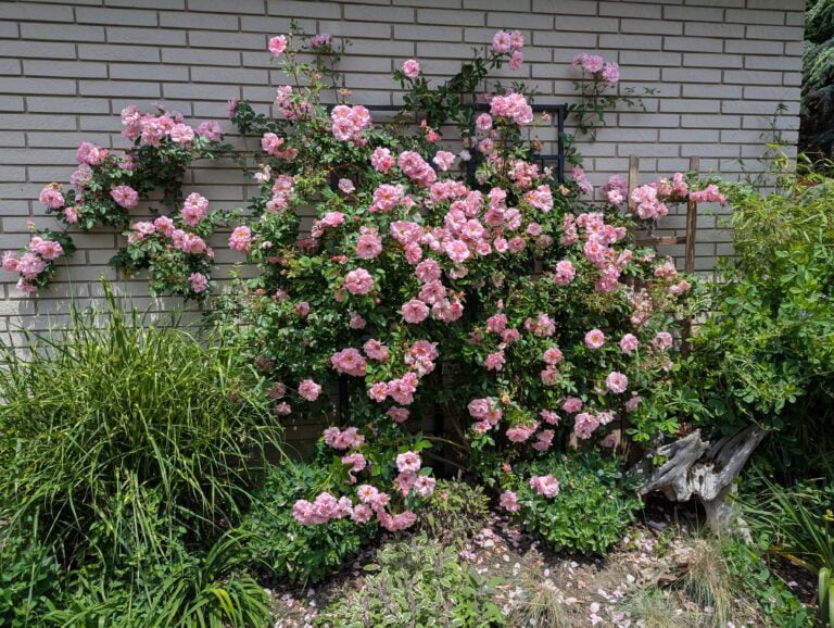 John-Davis-Climbing-Rose-