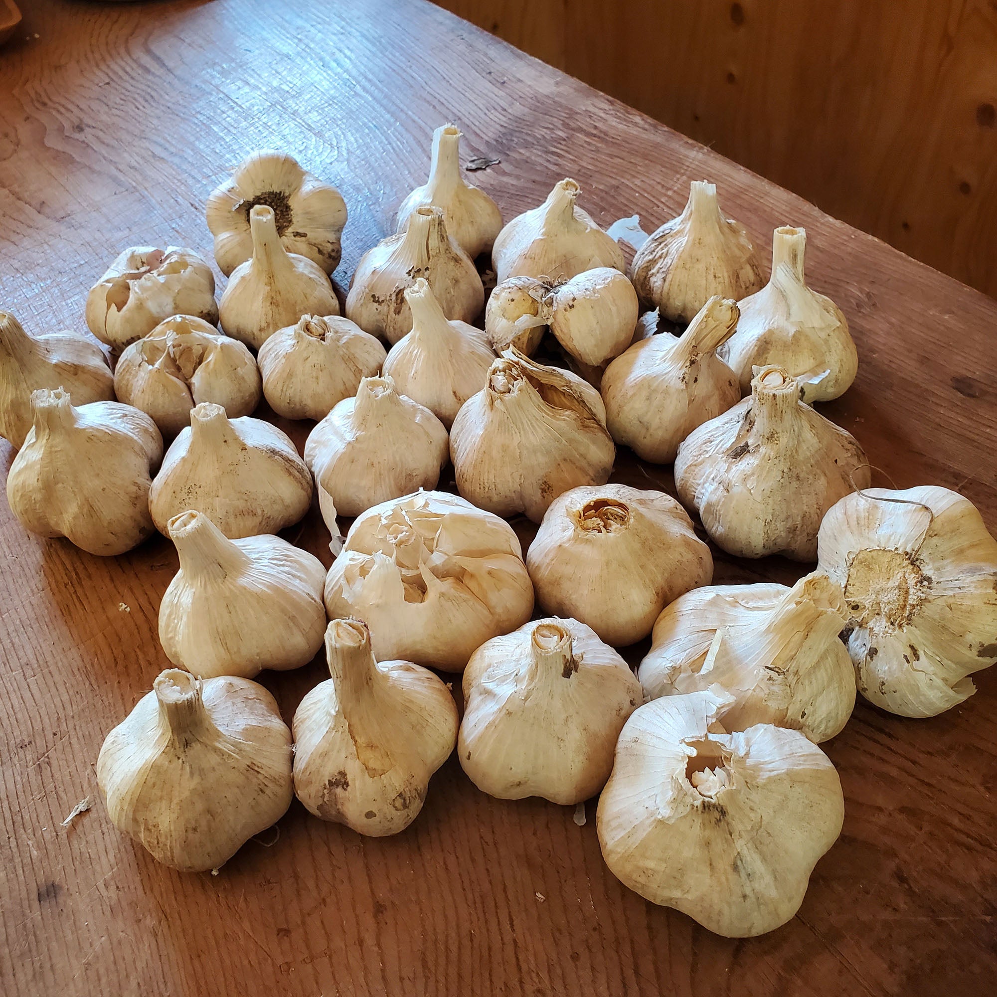 garlic.jpg?v=1698580711&width=1920