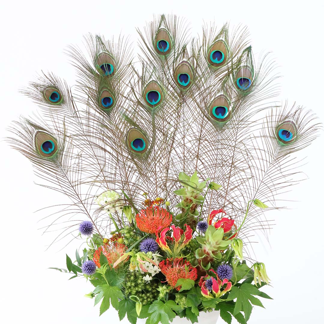 孔雀の羽根 ピーコックアイ | 花のギフト | 日本総合園芸