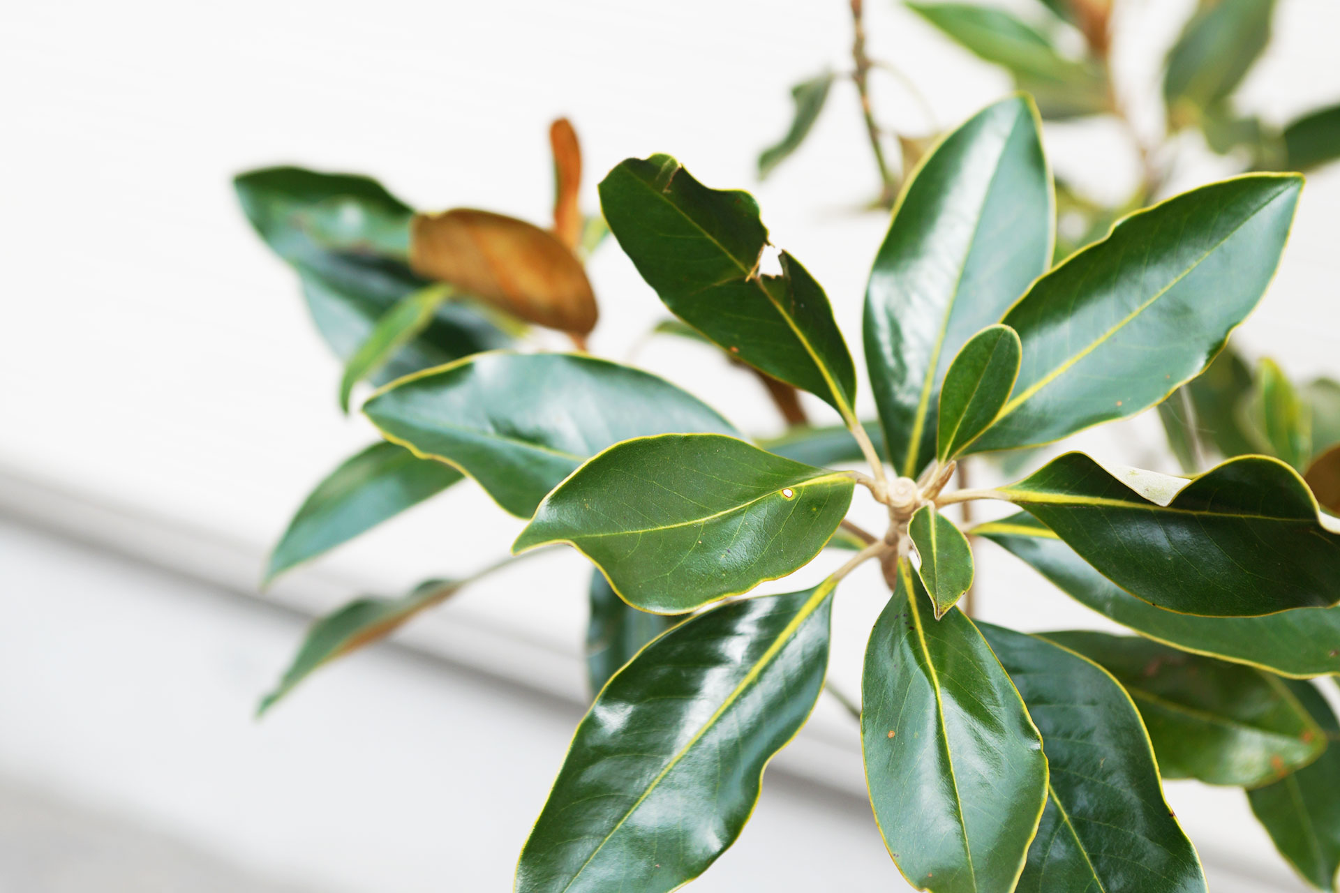 タイサンボクリトルジェムとはどんな植木？特徴と育て方について詳しく