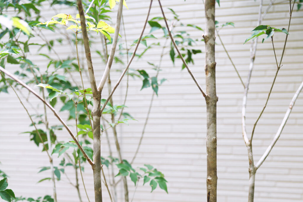 スタッフブログ 発送作業16 山採りアオダモ - にわいろSELECT