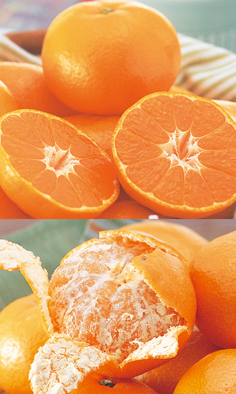 ワケあり愛媛みかん約9kg | のま果樹園