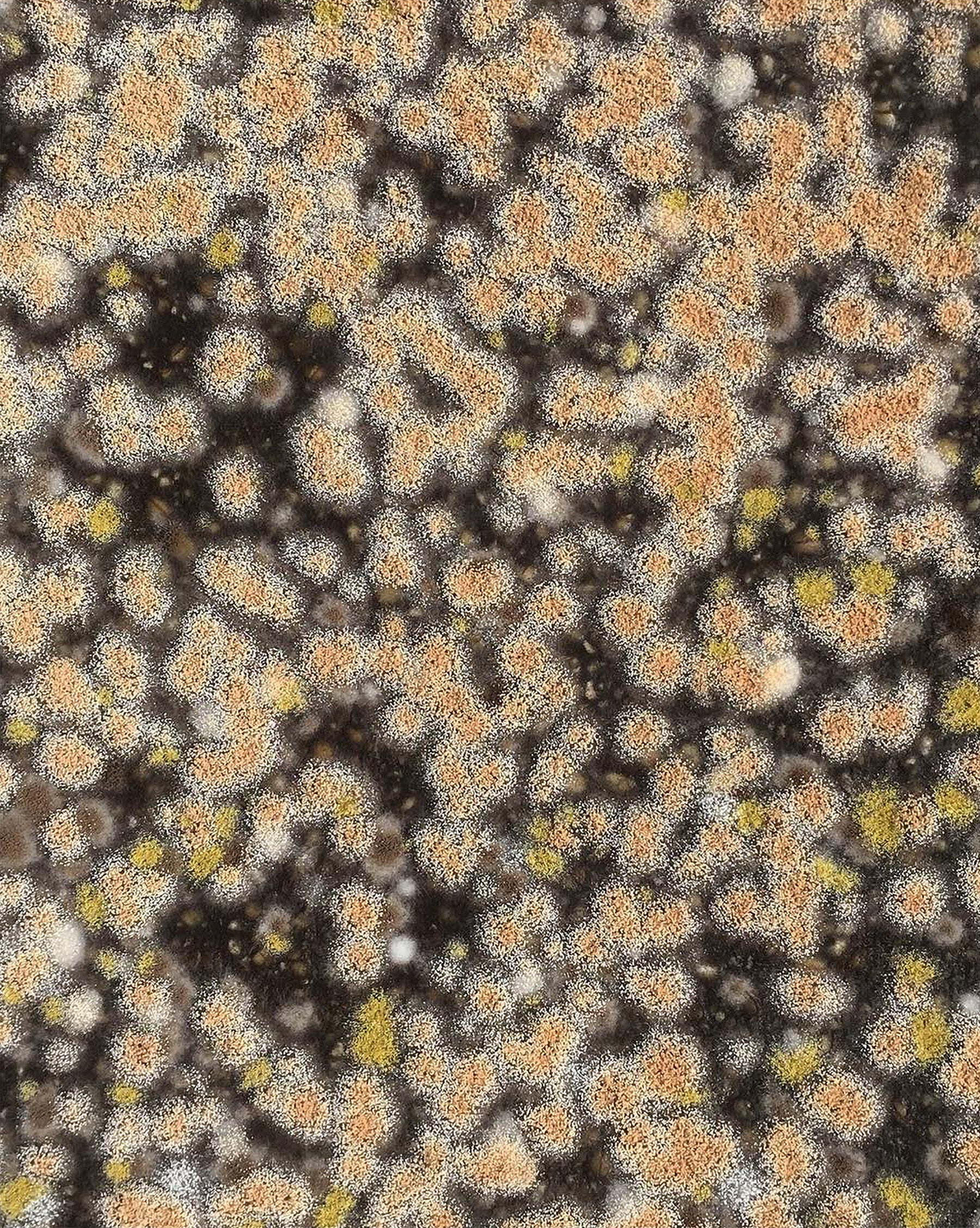 Setting the Table for Microbes · Noma Projects