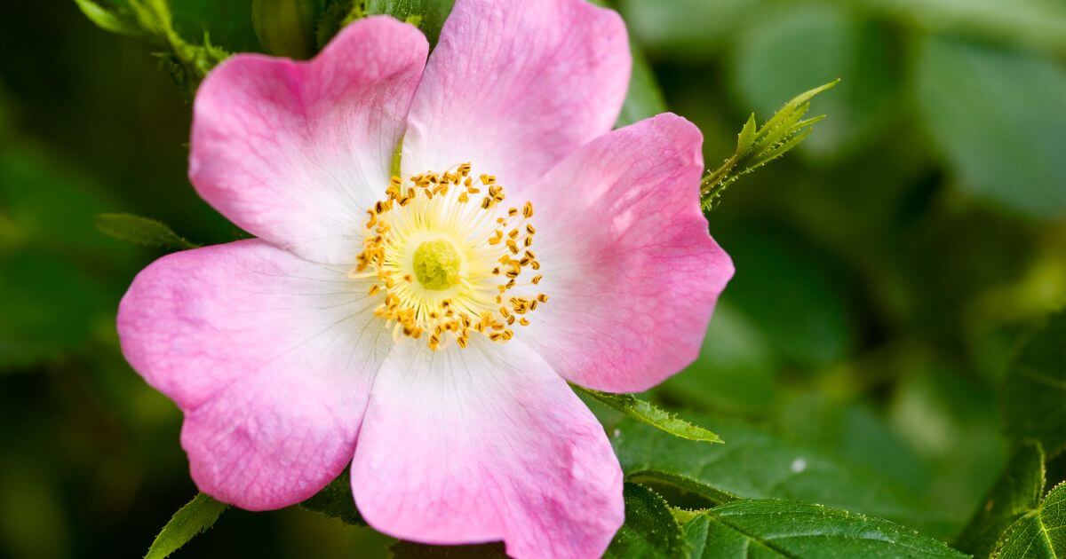 Growing Roses in the North - Northern Gardener