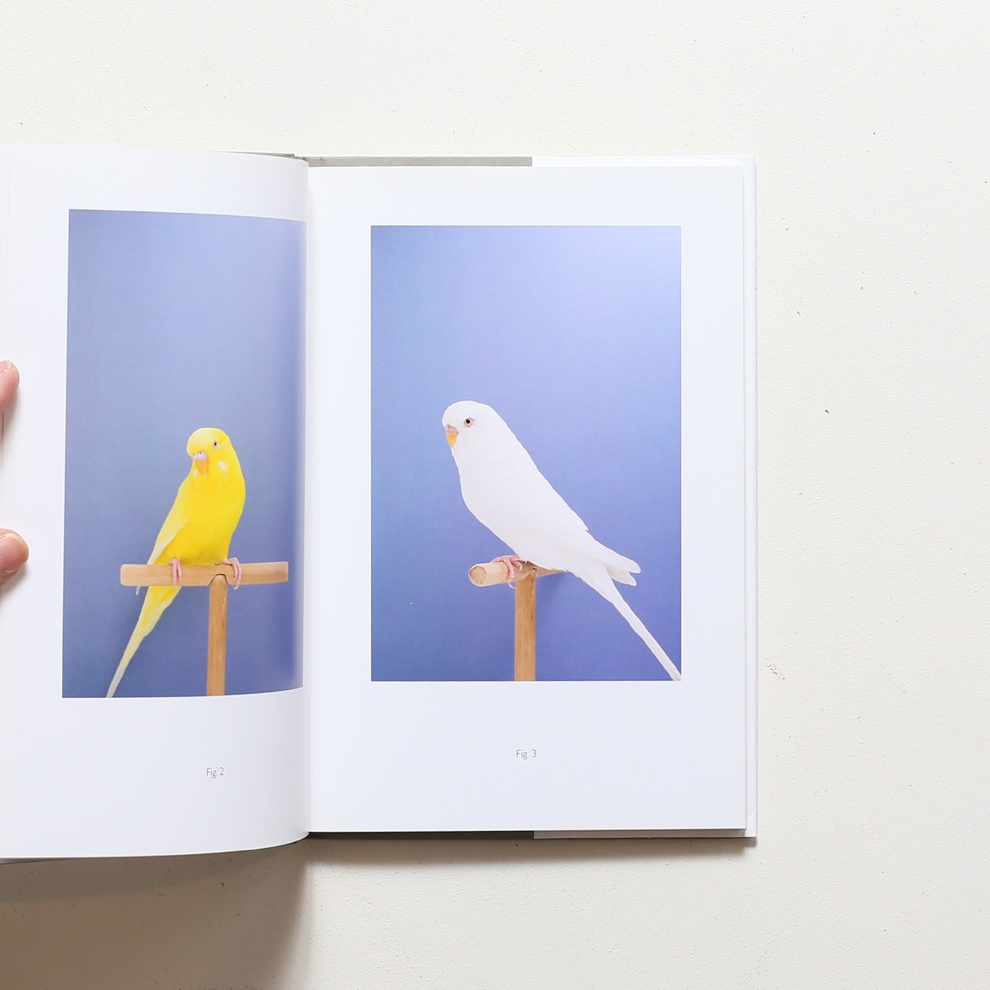 Luke Stephenson: An Incomplete Dictionary of Show Birds | ルーク