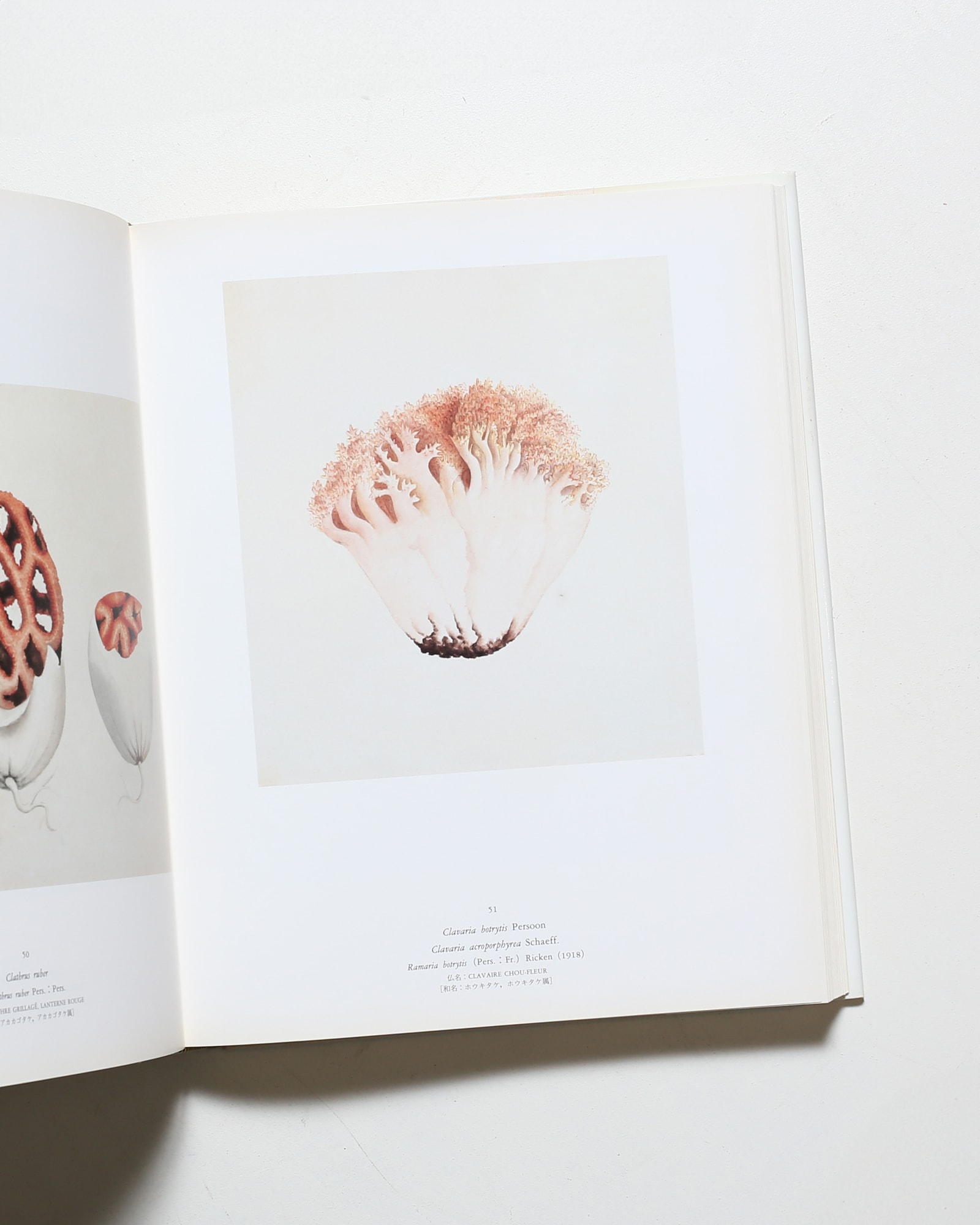 ジャン・アンリ・ファーブルのきのこ 221点の水彩画と解説 | nostos