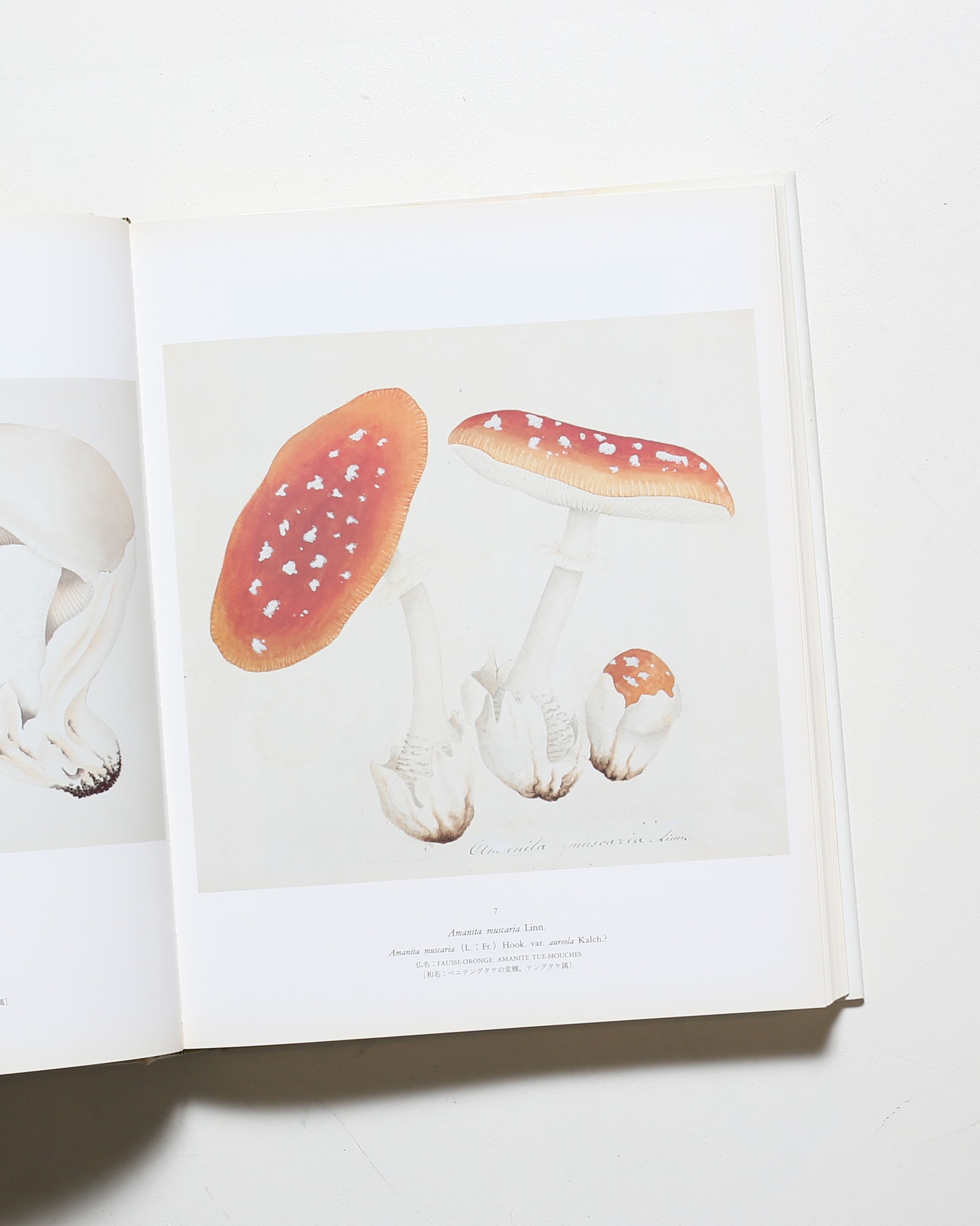 ジャン・アンリ・ファーブルのきのこ 221点の水彩画と解説 | nostos