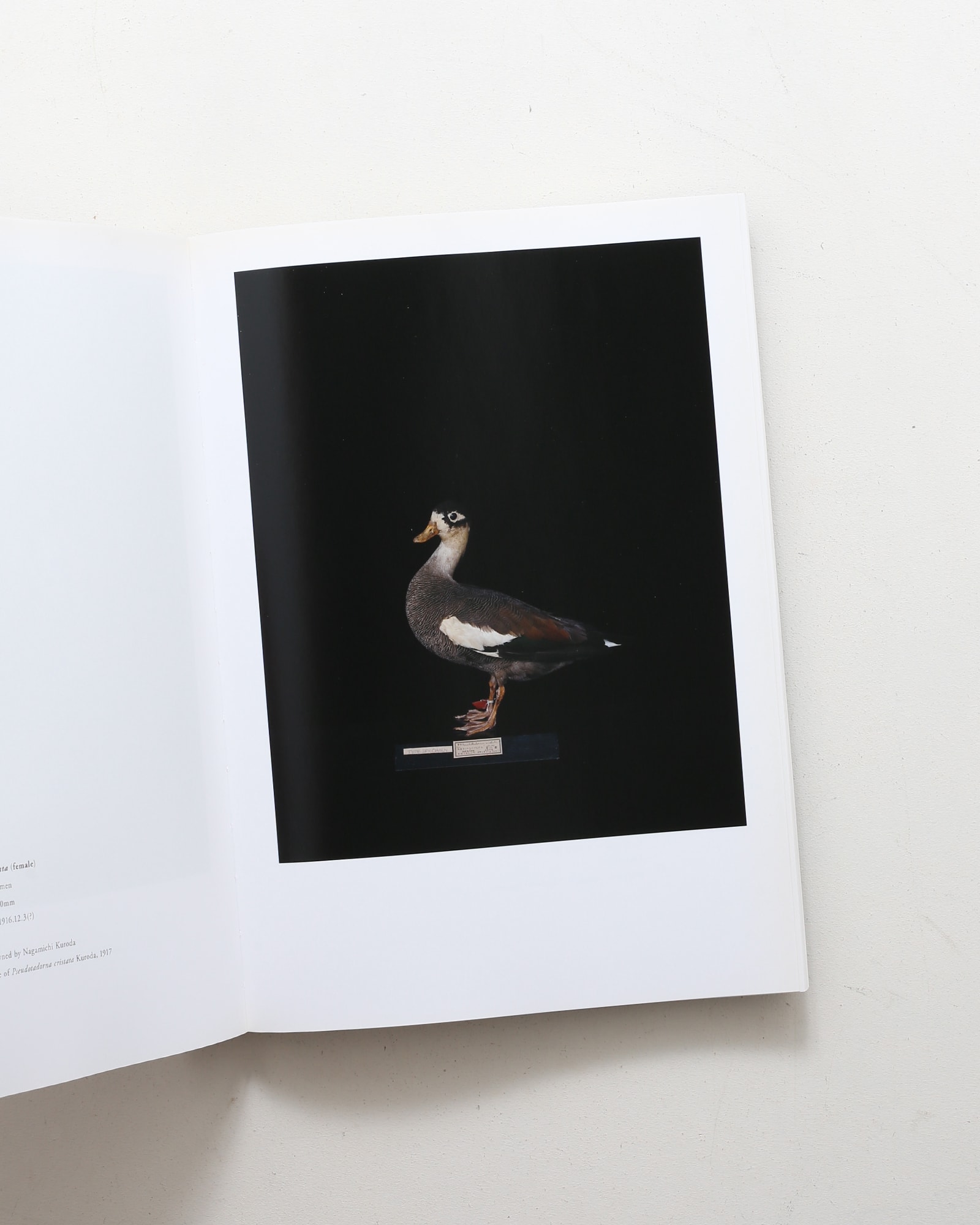 鳥のビオソフィア Biosophia of Birds | 上田義彦、西野嘉章 | nostos