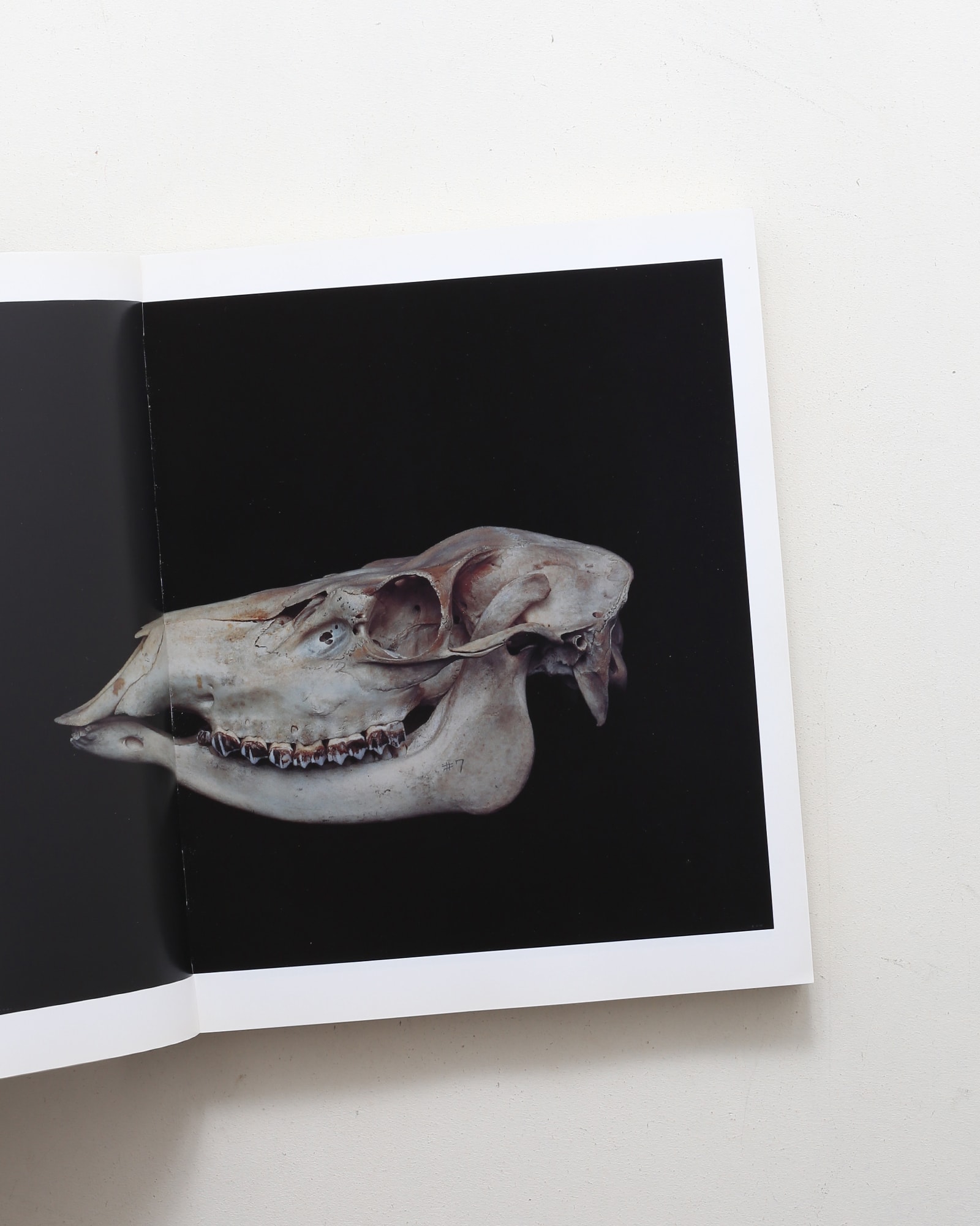 Chamber of Curiosities 東京大学コレクション | 上田義彦、西野嘉章